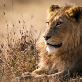 3 DAYS 2 NIGHTS GROUP JOINING SAFARI