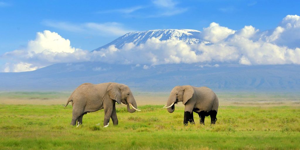 Two elephants below Kilimanjaro in Amboseli