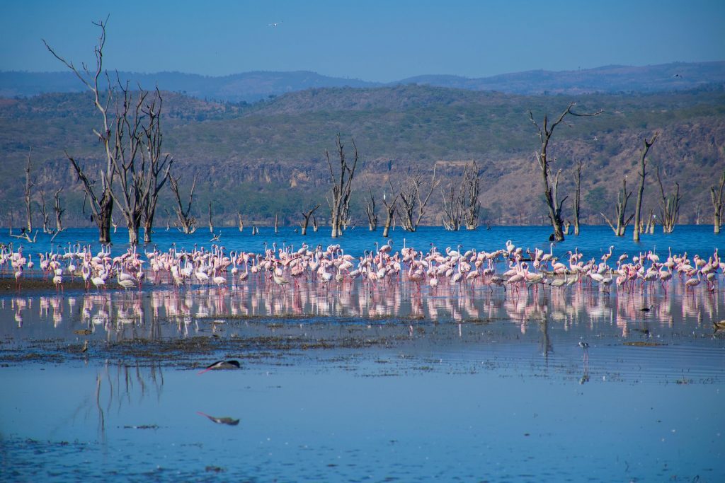 7-Day Rift Valley & Maasai Mara Safari