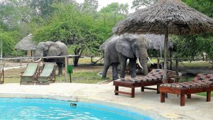 Siwandu (formerly Selous Safari Camp), Lake Nzerakera, central Nyerere National Park, photo 2