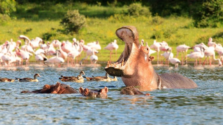 Hippo and flamingos on Lake Naivasha