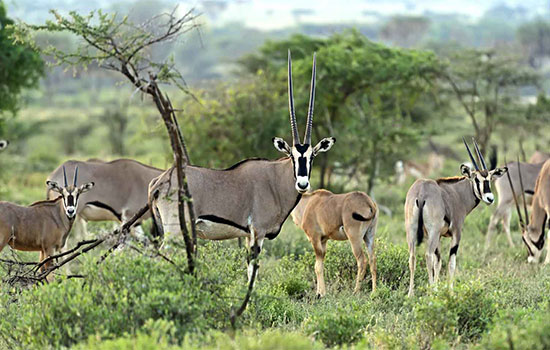 Samburu landscape