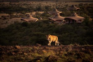 Mahali Mzuri, Olare Motorogi Conservancy, bordering the Maasai Mara National Reserve, photo 2