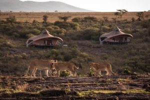 Mahali Mzuri, Olare Motorogi Conservancy, bordering the Maasai Mara National Reserve, photo 3