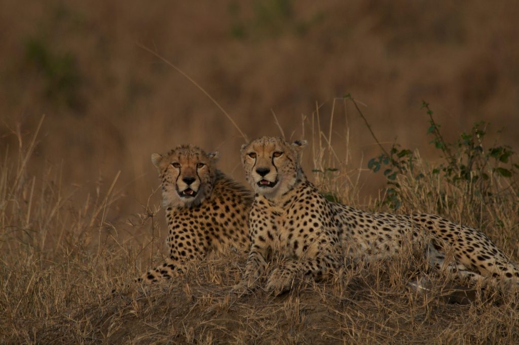 11-Day Chyulu Hills, Laikipia & Maasai Mara Safari