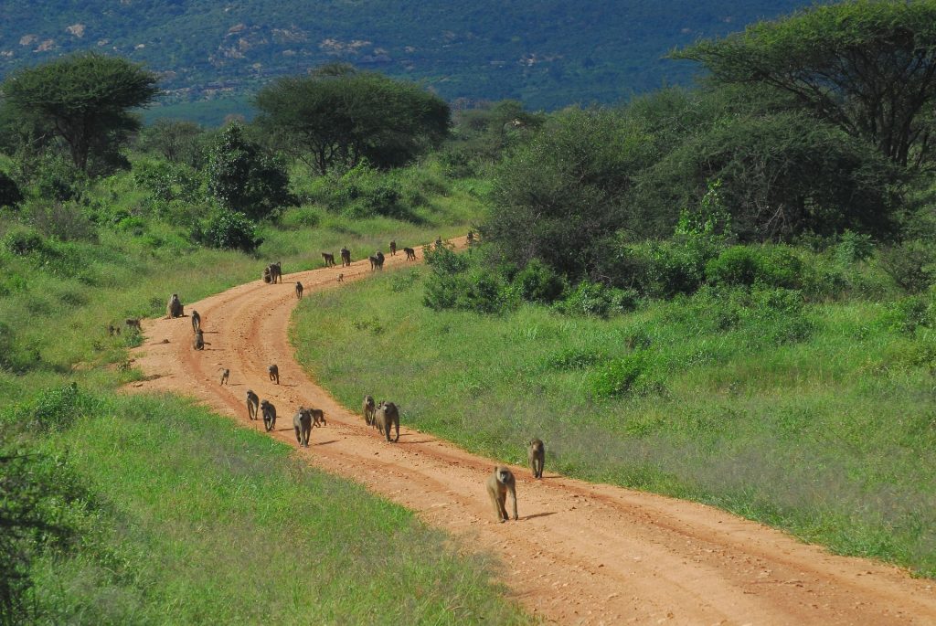 Baboon troop on a Tsavo West track