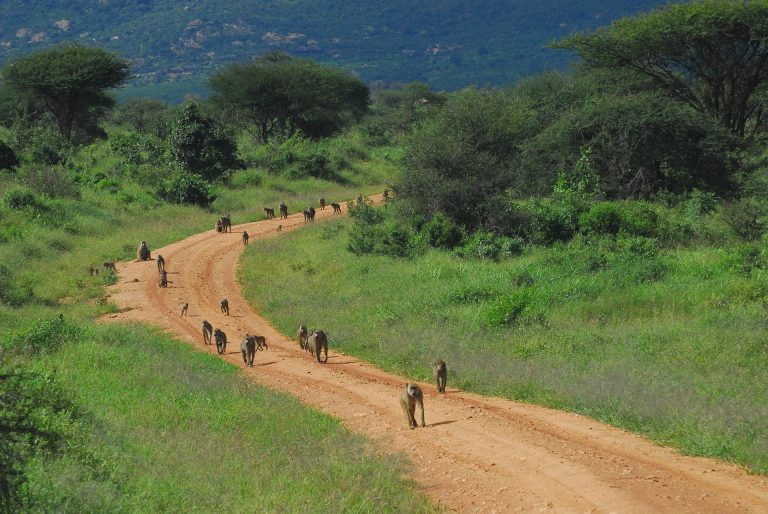 Baboon troop on a Tsavo West track