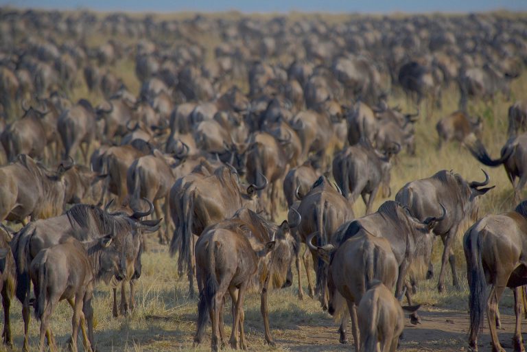 The Great Migration herds in the Maasai Mara