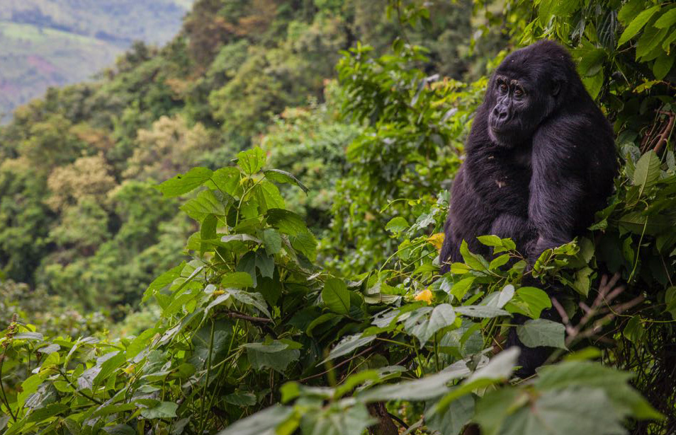 A mountain gorilla resting in Bwindi