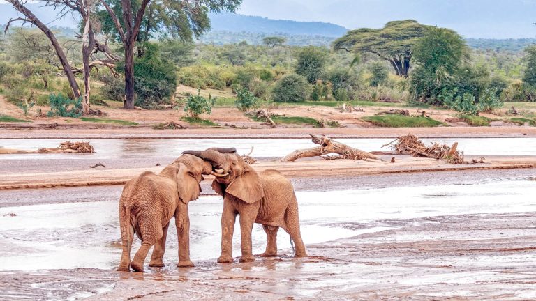 Elephants in Samburu