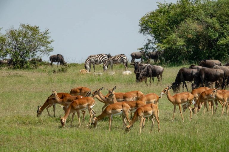 Impala, zebra and wildebeest in the Maasai Mara