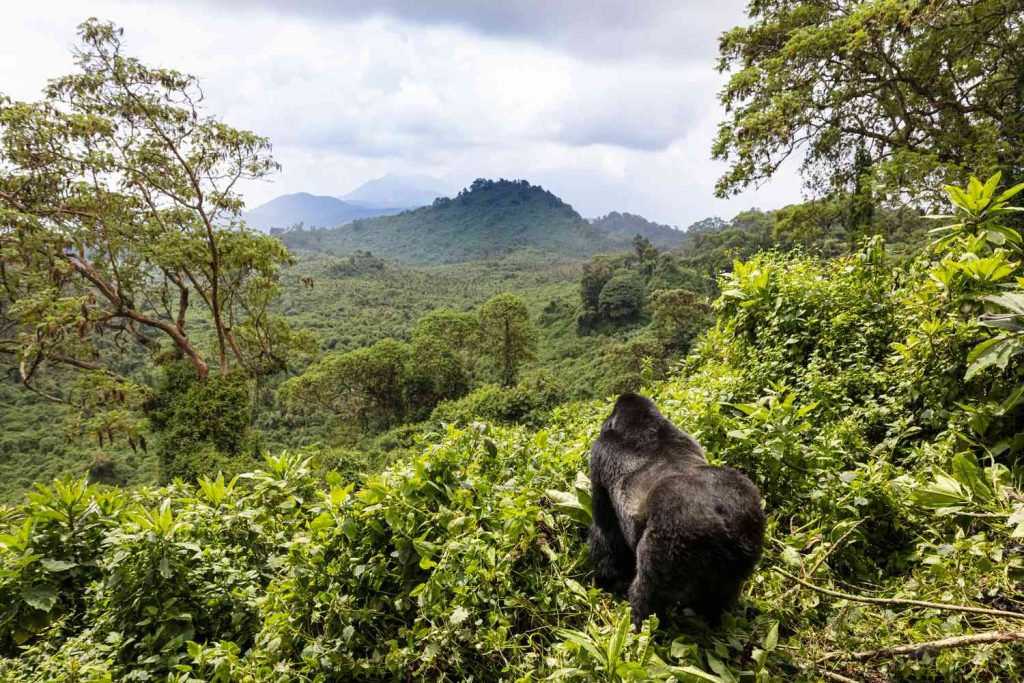 3-Day Rwanda Gorilla Safari