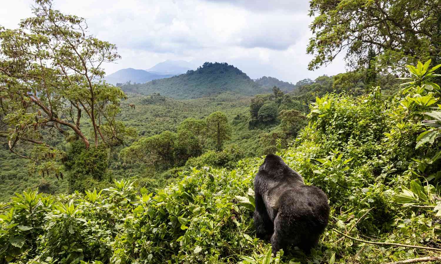 3-Day Rwanda Gorilla Safari