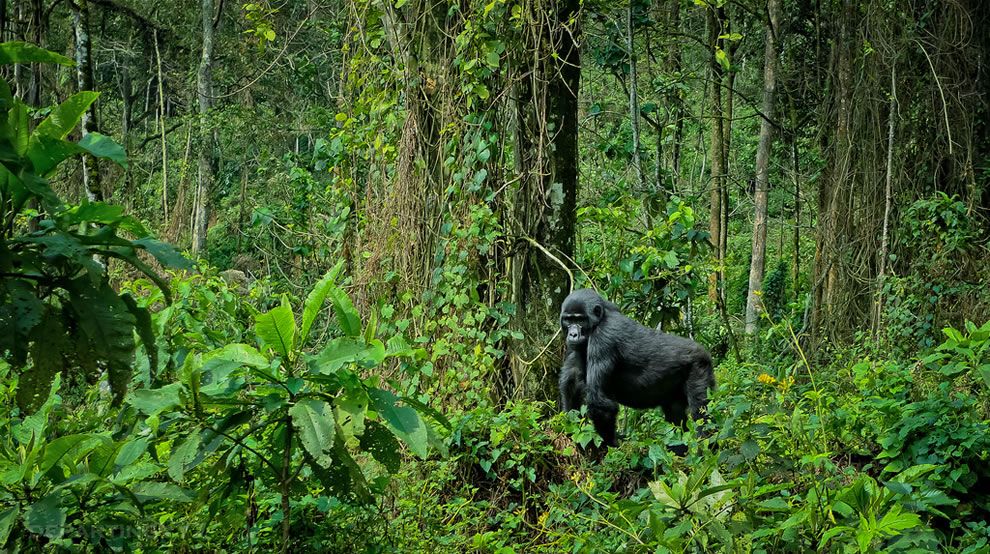 Mountain gorilla in Bwindi