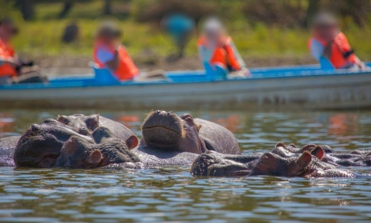 Hippos beside a boat on Lake Naivasha