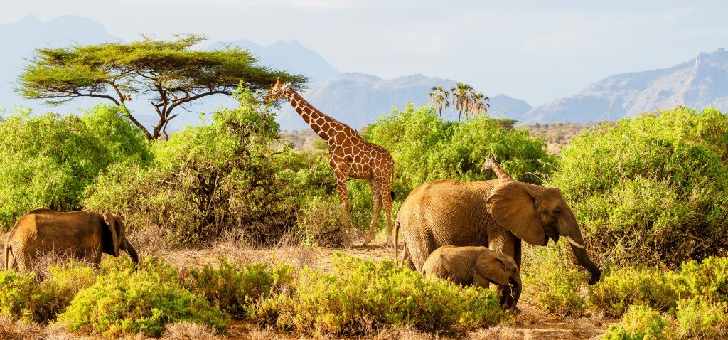 10-Day Meru, Samburu & Maasai Mara Safari