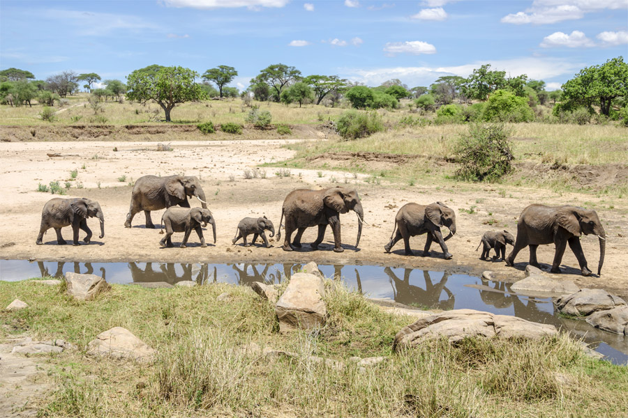 Elephants in Tarangire