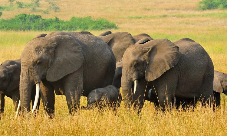 3-Day Luxury Murchison Falls Safari