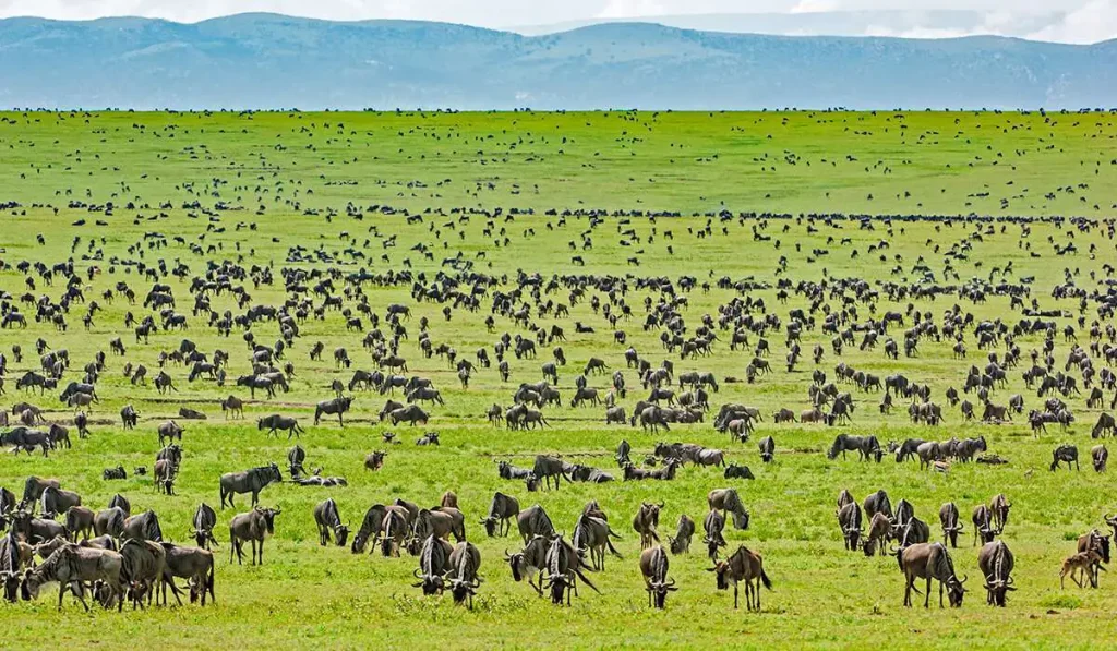 Serengeti plains