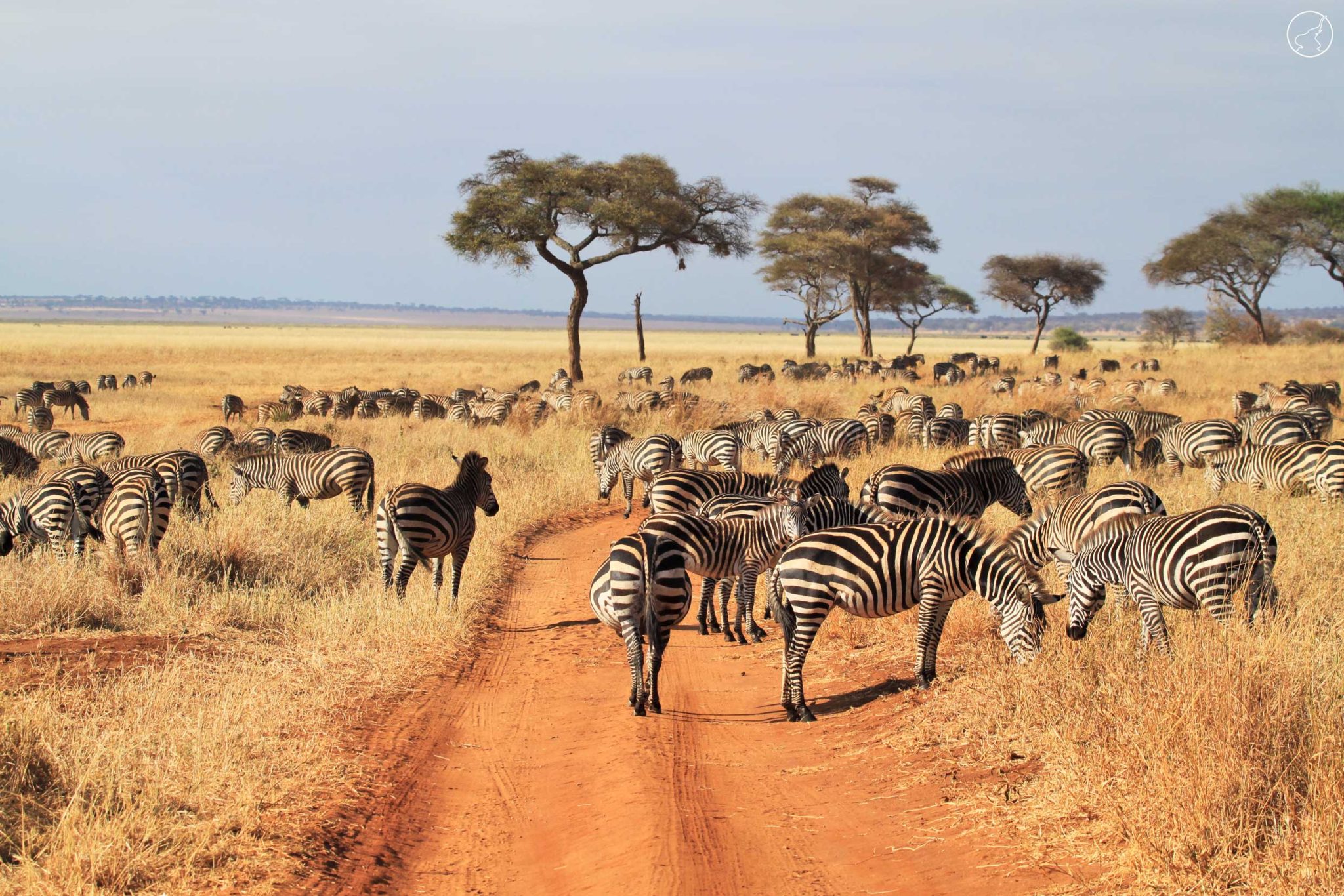 8-Day Tanzania Classic Safari