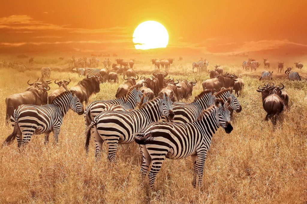 21-Day Grand Tanzania Safari