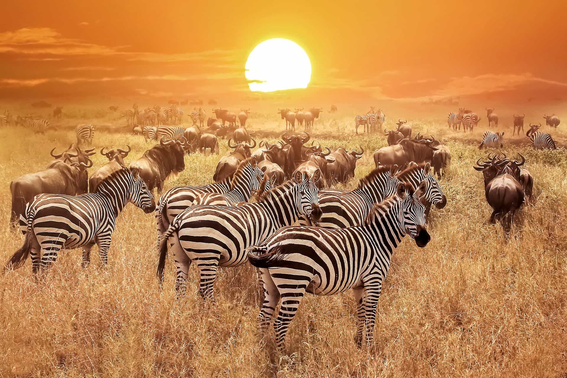 21-Day Grand Tanzania Safari
