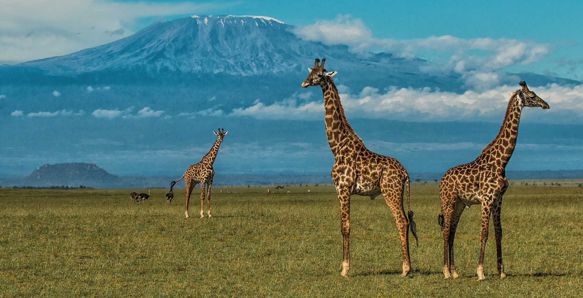 6-Day Amboseli, Lake Naivasha & Maasai Mara Safari