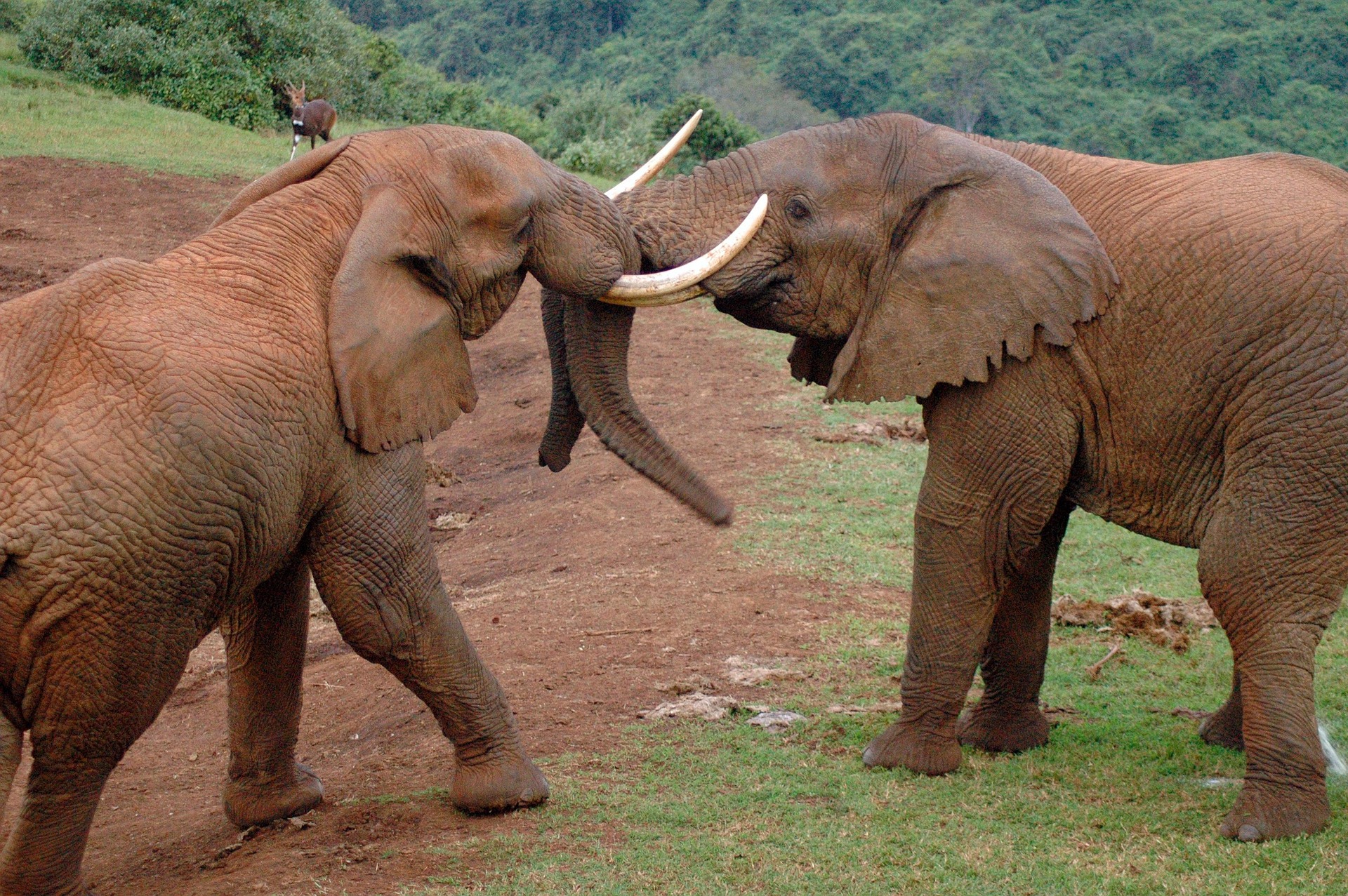 5-Day Luxury Kenya Safari with Hell’s Gate
