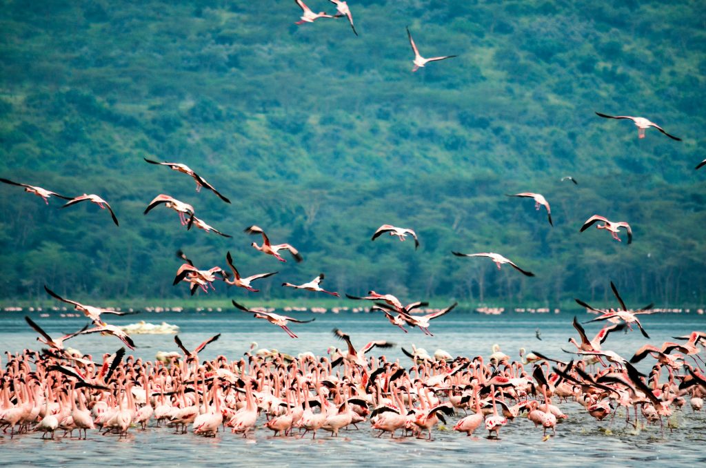 4-Day Luxury Lake Nakuru & Maasai Mara Safari