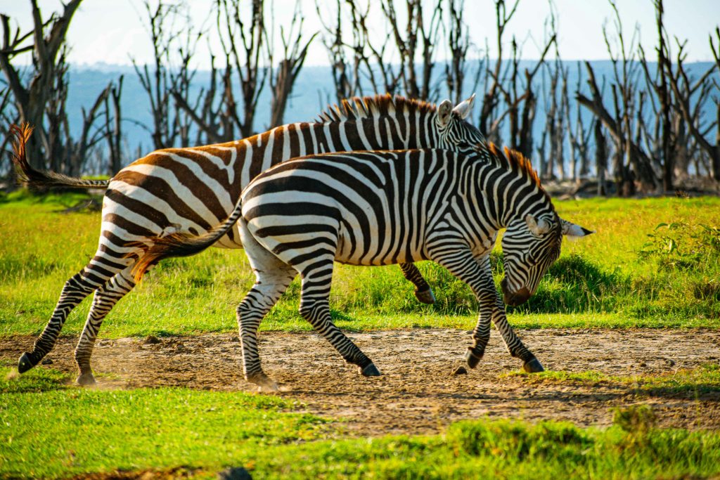 7-Day Mid-Range Kenya Safari