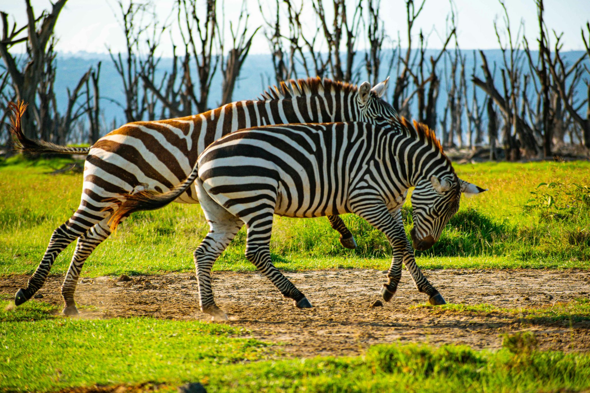 7-Day Mid-Range Kenya Safari