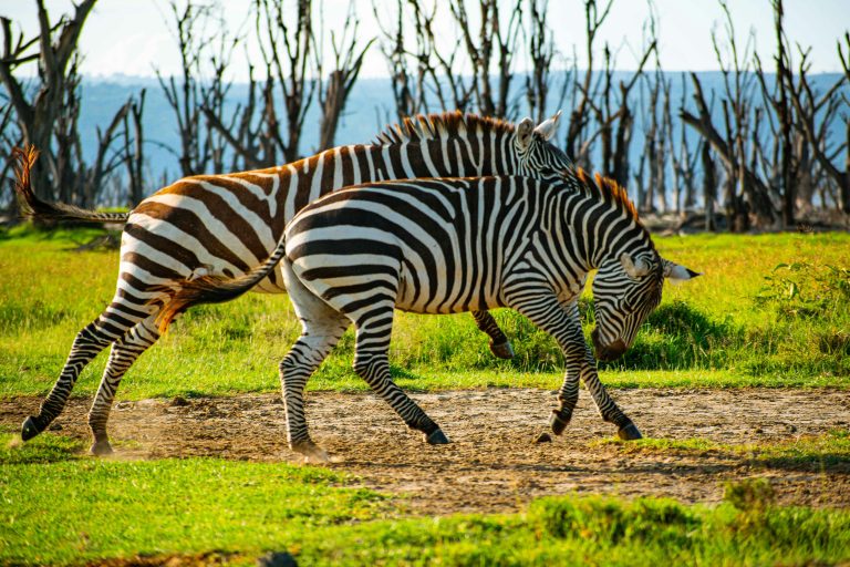 Lake Nakuru National Park
