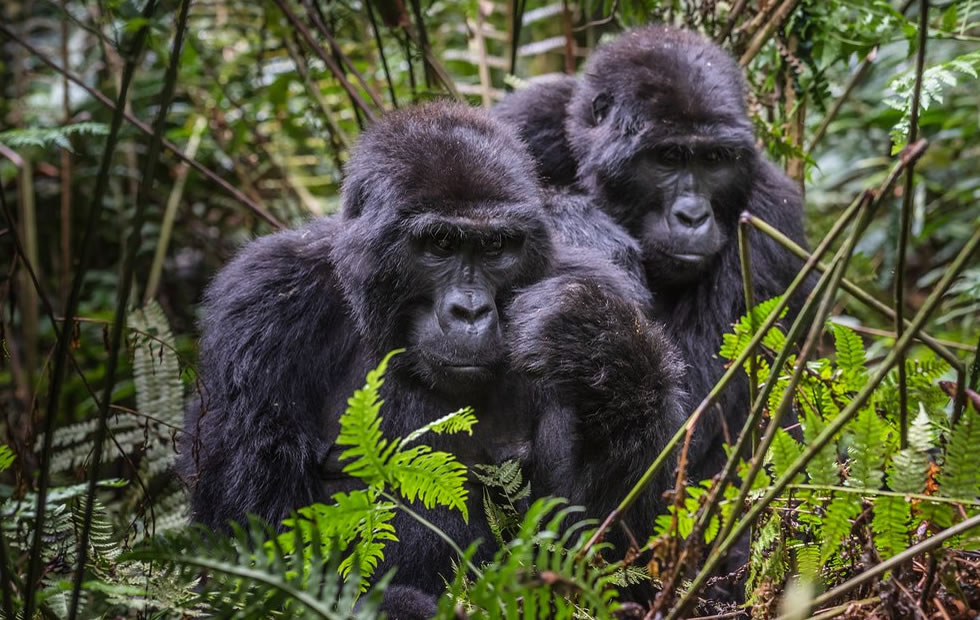 3-Day Nkuringo Gorilla Safari