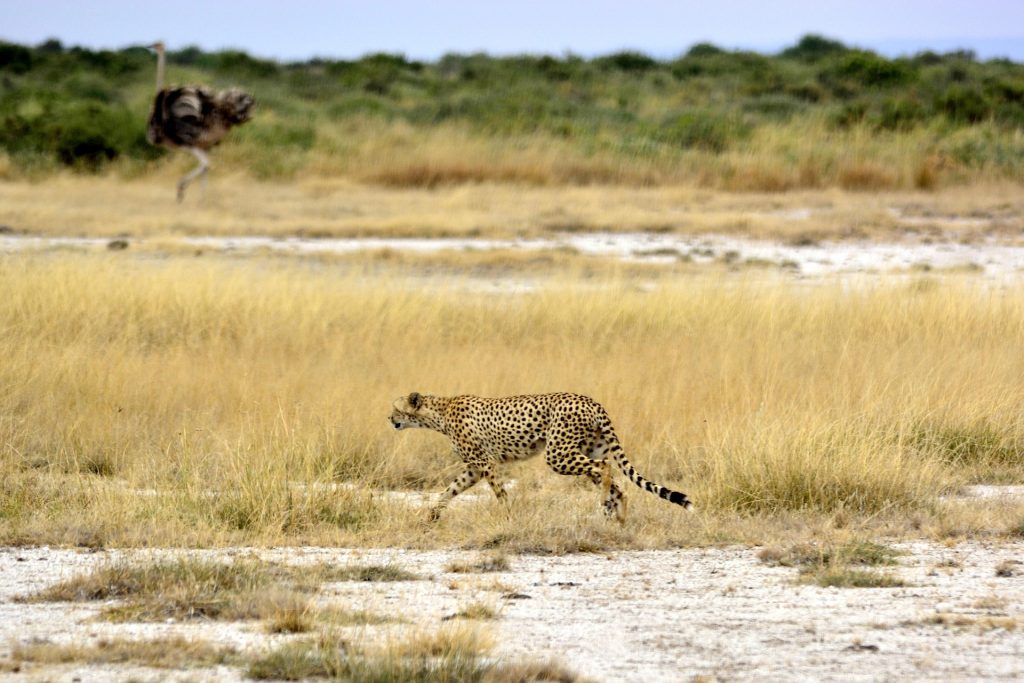 7-Day Amboseli, Lake Nakuru & Maasai Mara Safari