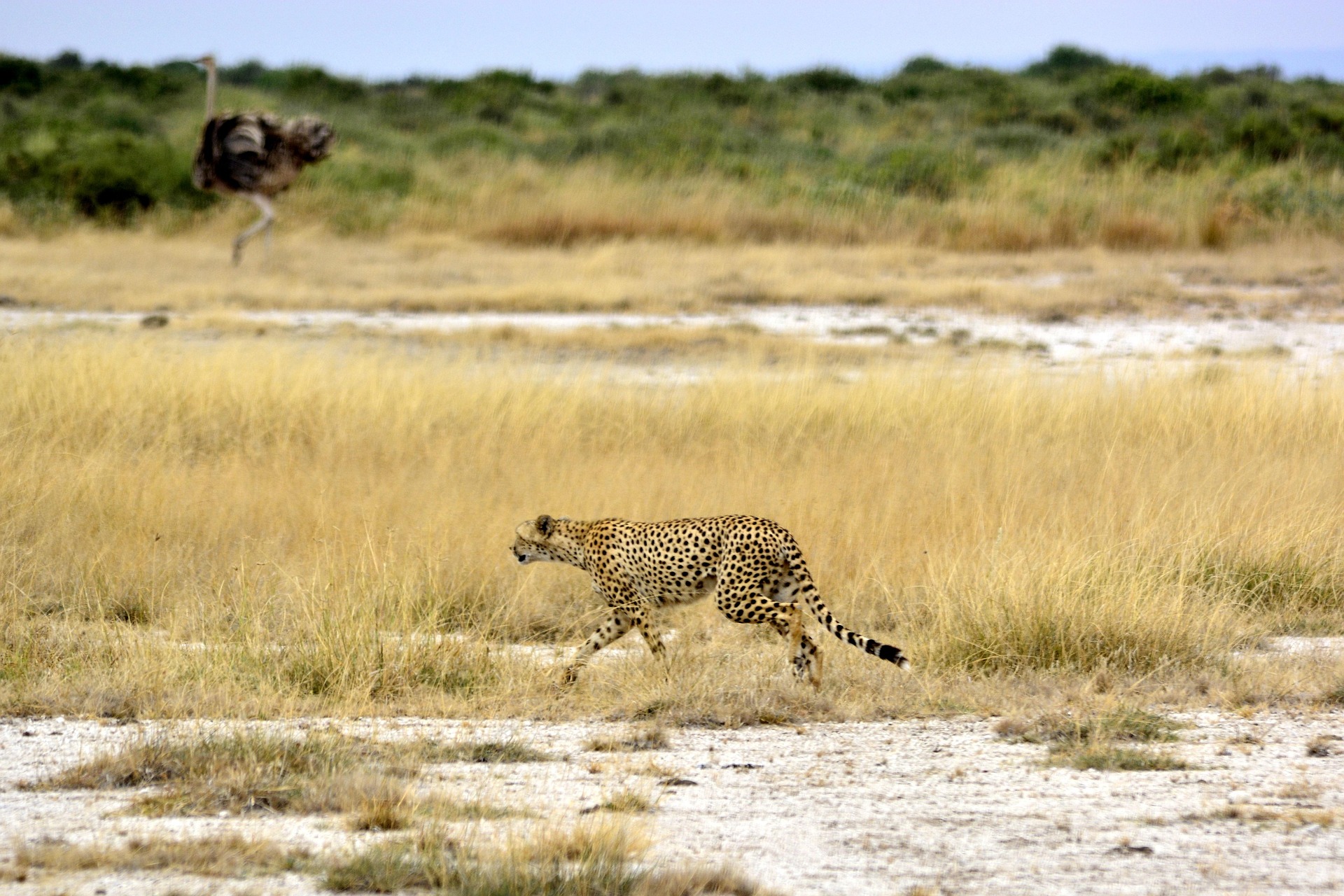 7-Day Amboseli, Lake Nakuru & Maasai Mara Safari