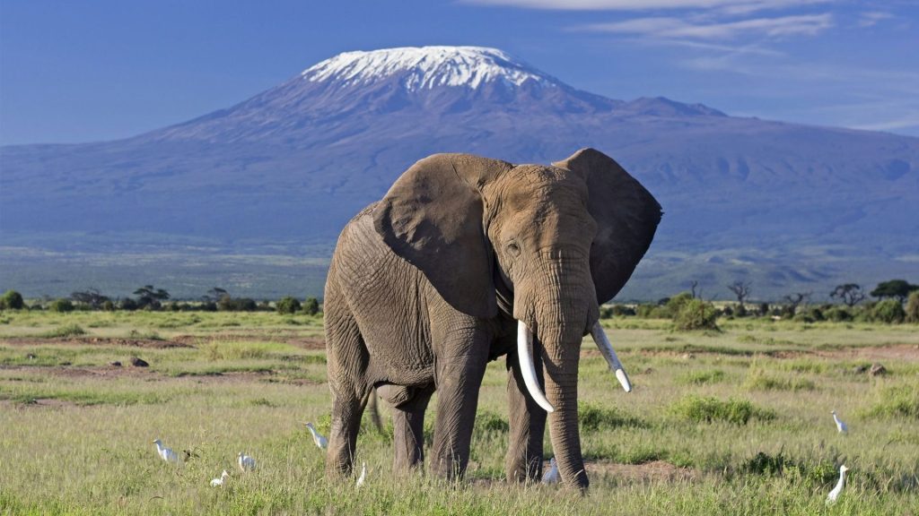 3-Day Mid-Range Amboseli Safari