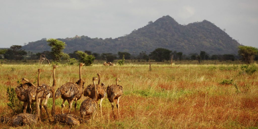 10-Day Luxury Northern Kenya & Maasai Mara Safari