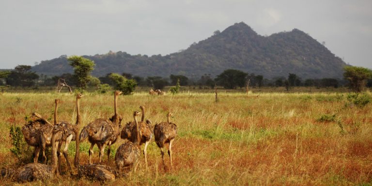 10-Day Luxury Kenya Safari Adventure