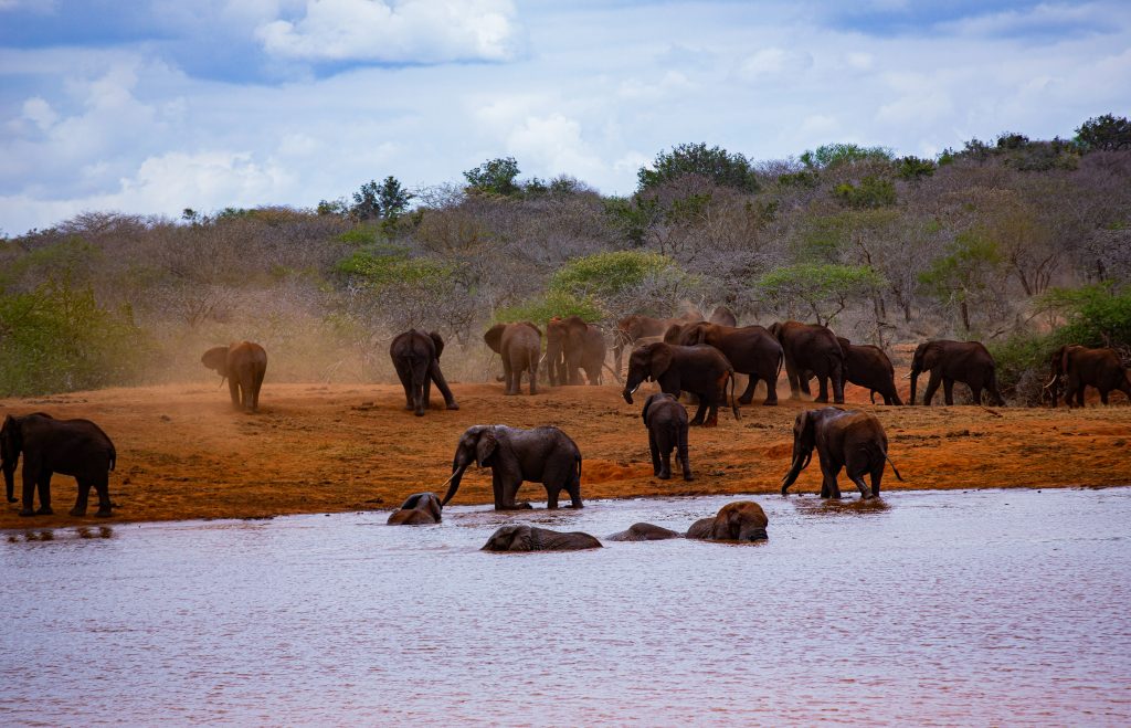 5-Day Tsavo East & Amboseli Safari from Diani Beach