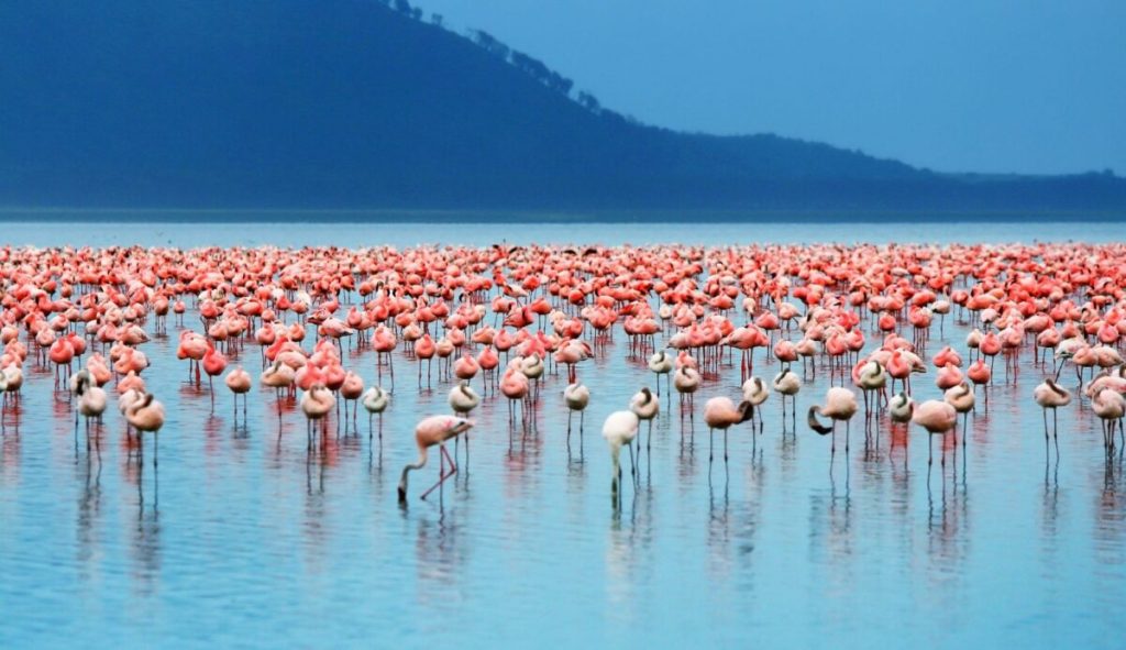 Flamingos at Lake Nakuru