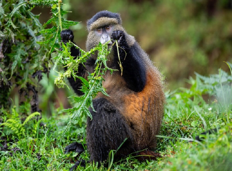 Golden monkey in Rwanda