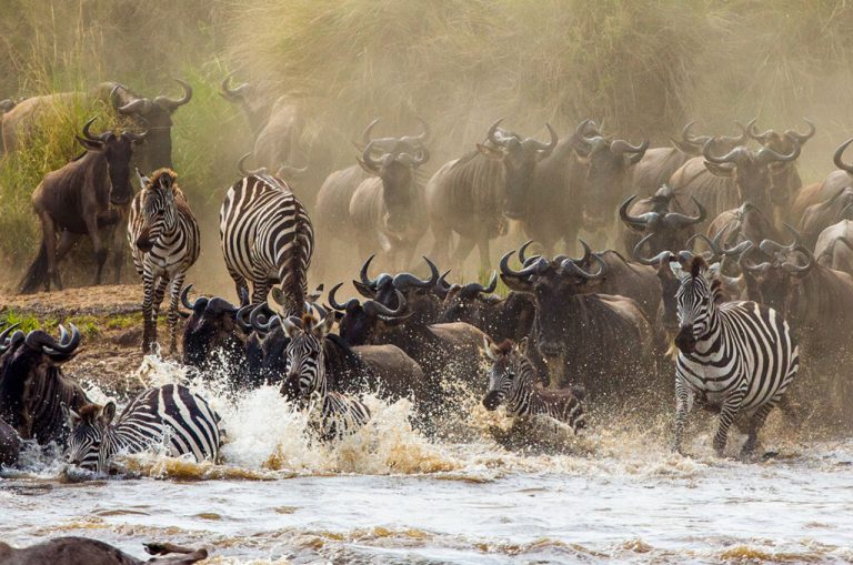 Wildebeest crossing the Mara River