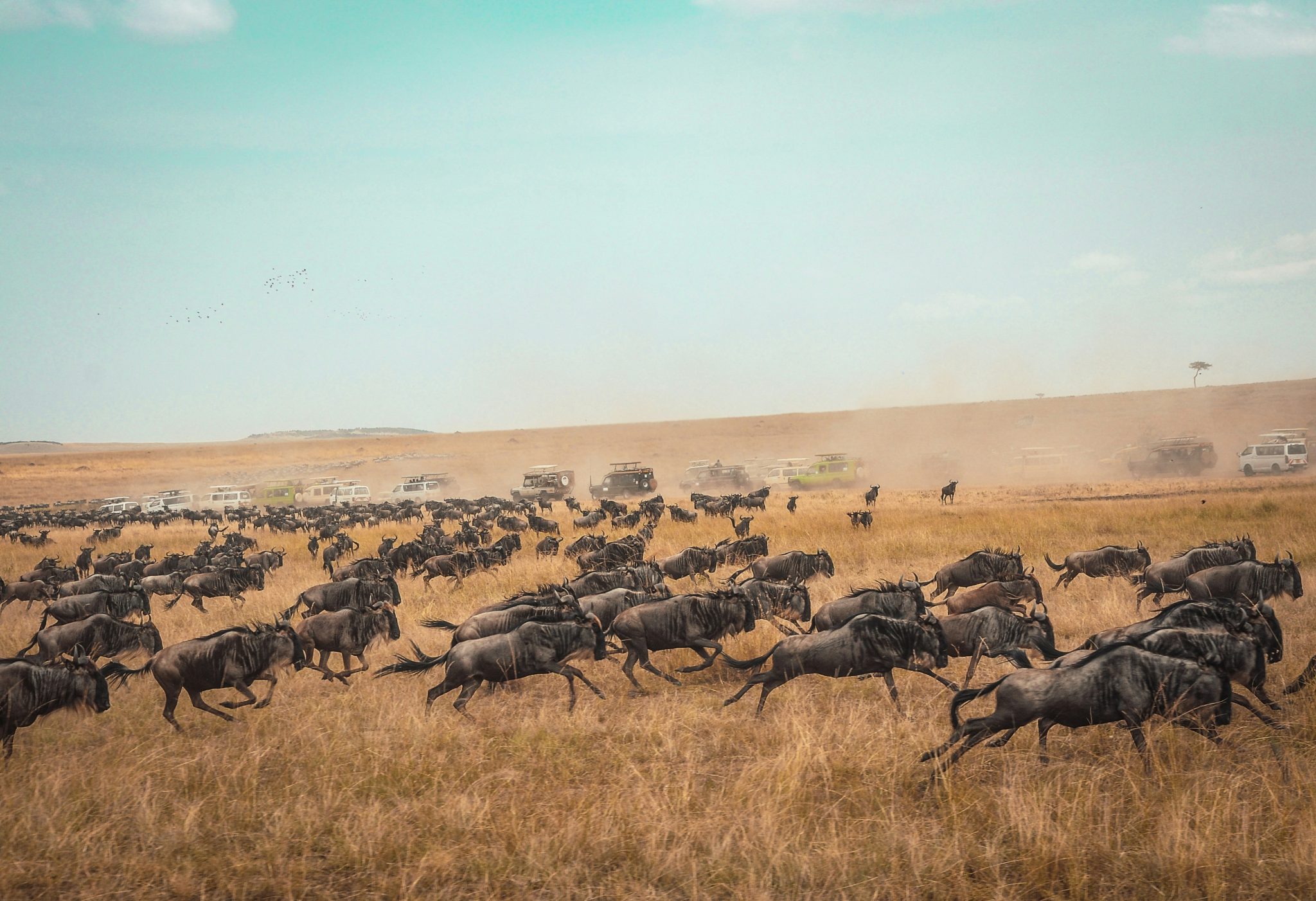 8-Day Luxury Kenya Safari