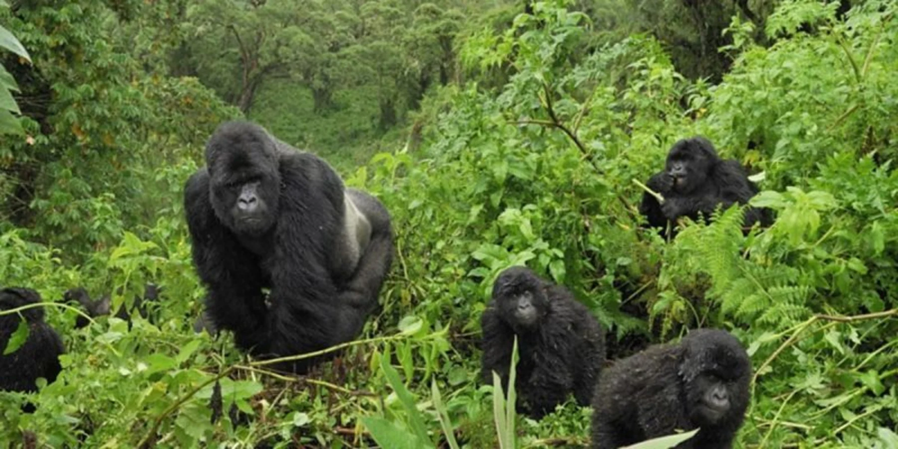 4-Day Fly-in Gorilla Trekking Safari in Uganda