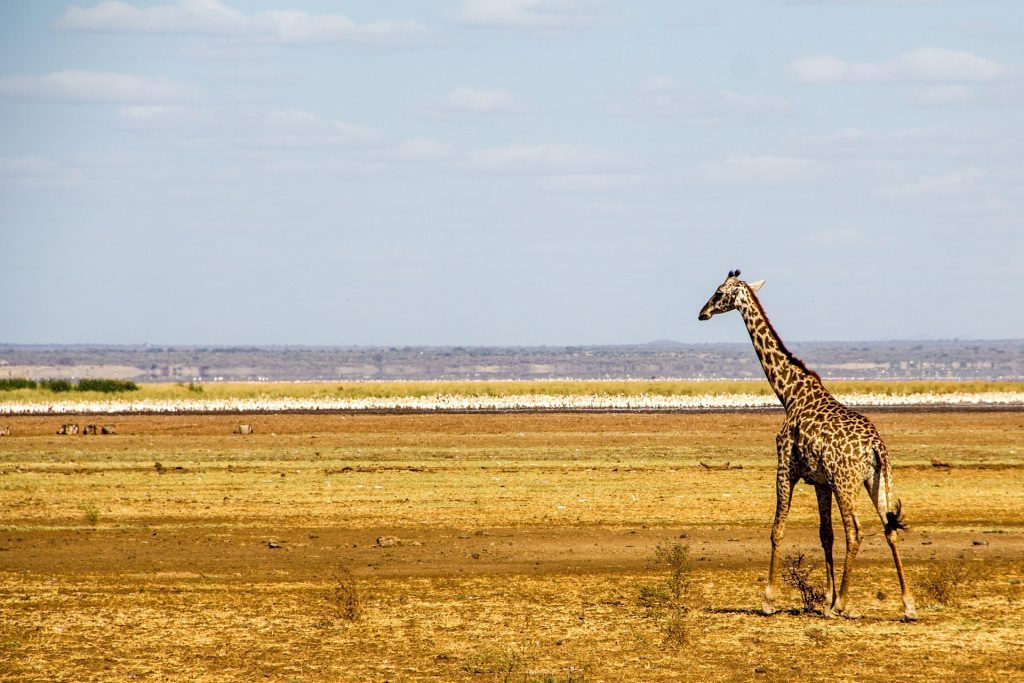 13-Day Kenya, Tanzania & Zanzibar Safari
