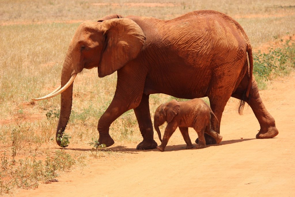 9-Day Luxury Kenya Safari