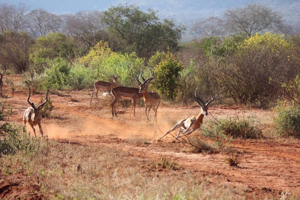 Game drive in Tsavo West