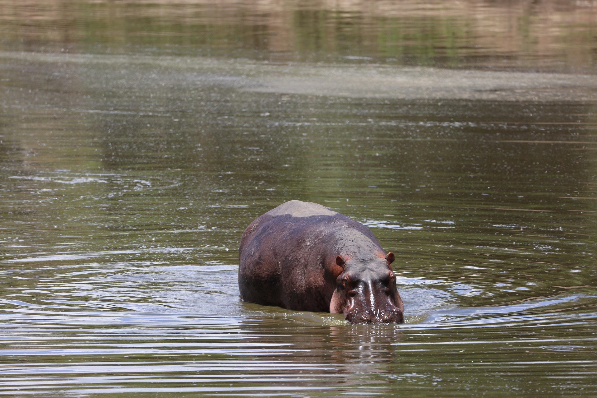 4-Day Luxury Maasai Mara & Lake Nakuru Rhino Safari