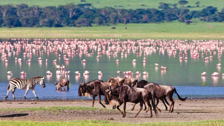 10-Day Luxury Kenya & Tanzania Safari