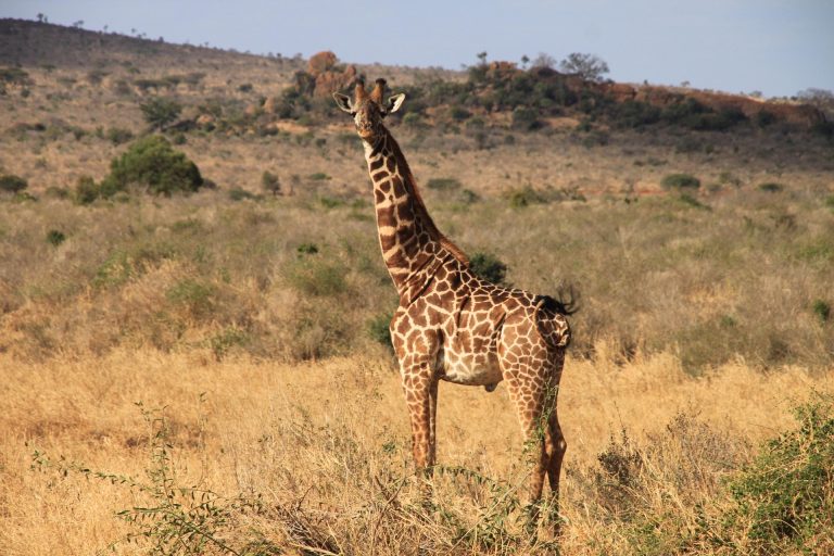 Giraffe in Tsavo West